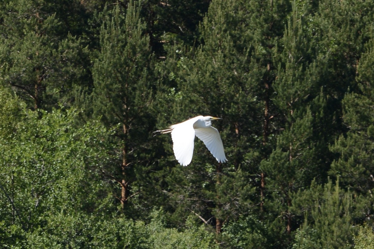 Great Egret - ML620737633