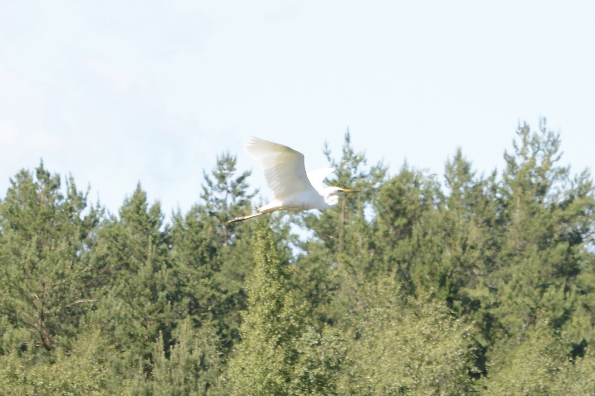 Great Egret - ML620737634