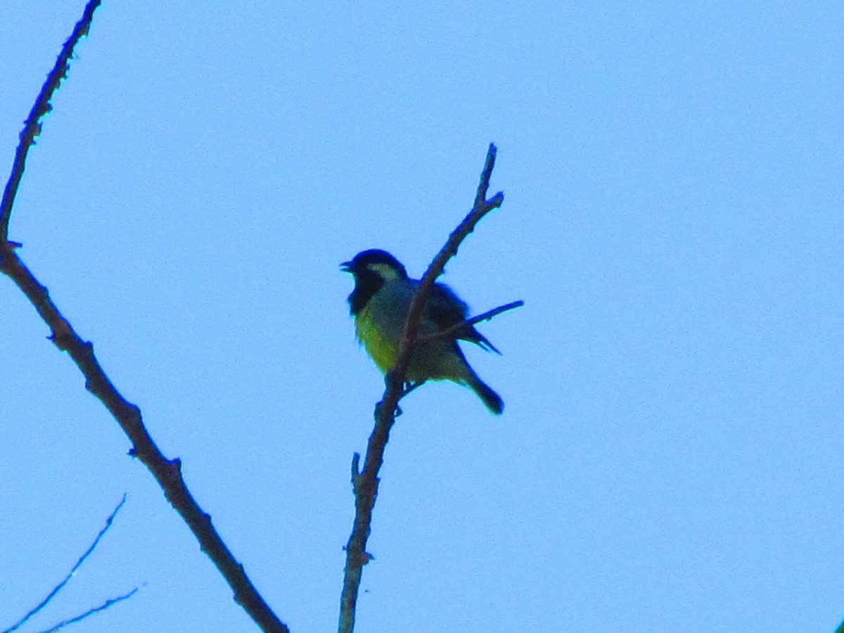 Elegant Tit - ML620737638