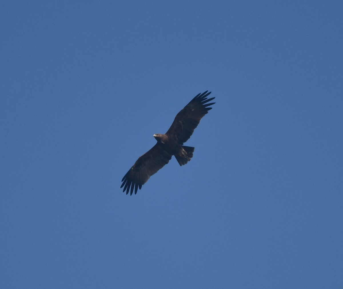 Águila Moteada - ML620737639