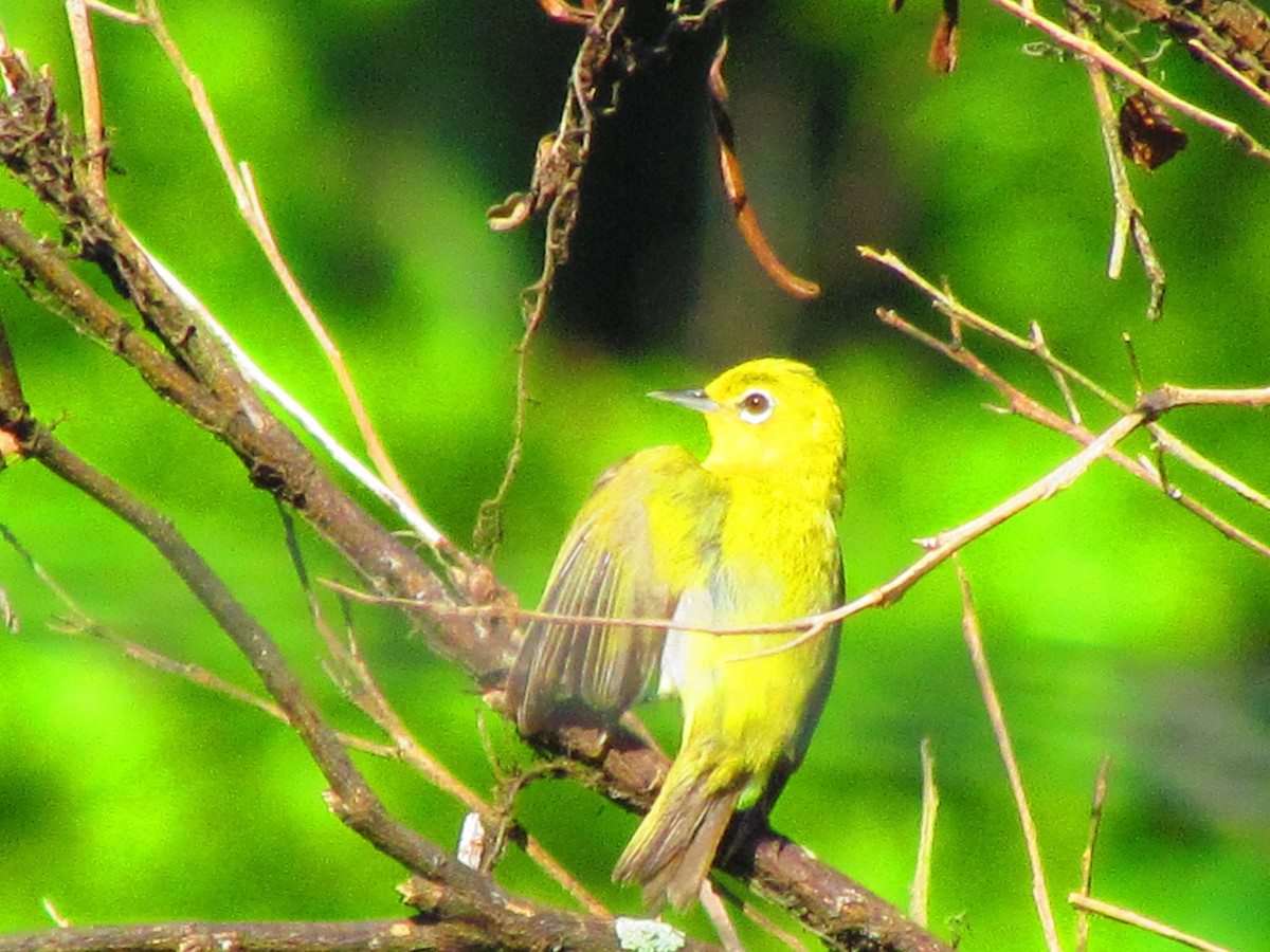 Lowland White-eye - ML620737641