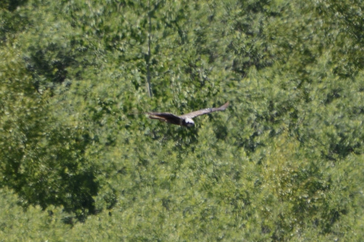 Western Marsh Harrier - ML620737645