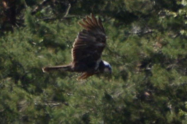 Western Marsh Harrier - ML620737646