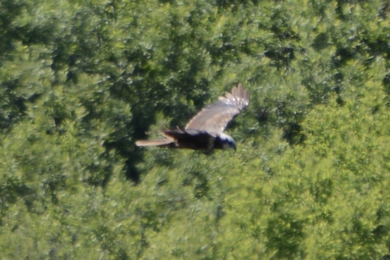 Western Marsh Harrier - ML620737647