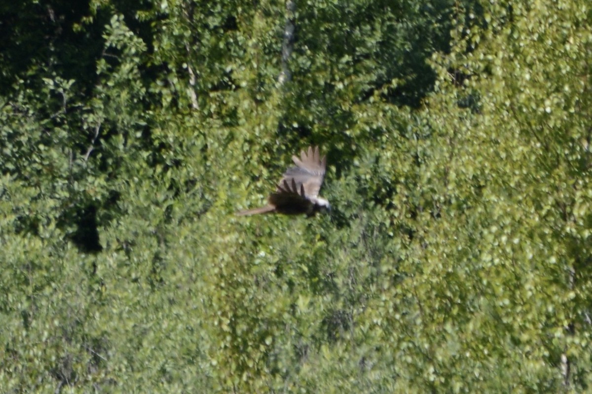 Western Marsh Harrier - ML620737648