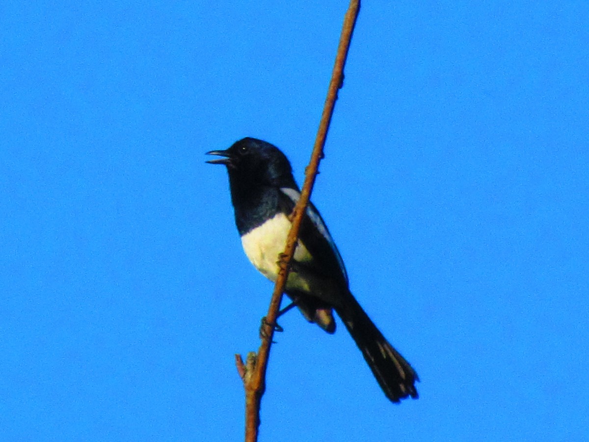 Philippine Magpie-Robin - ML620737649