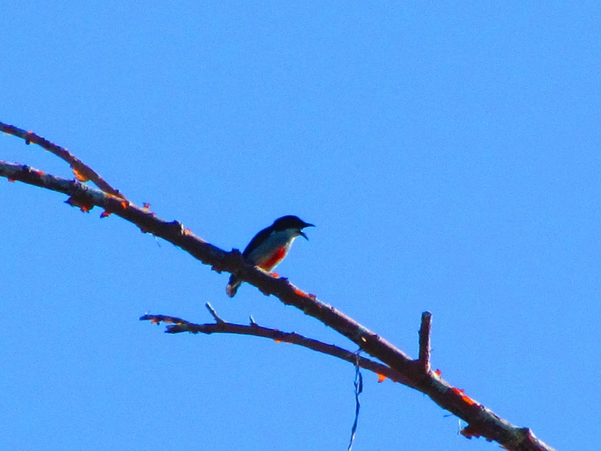 Red-keeled Flowerpecker - ML620737655