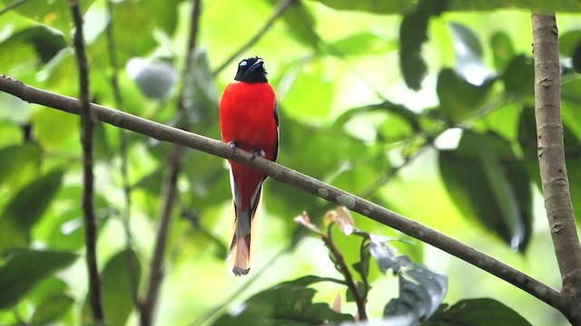 rødgumptrogon - ML620737657