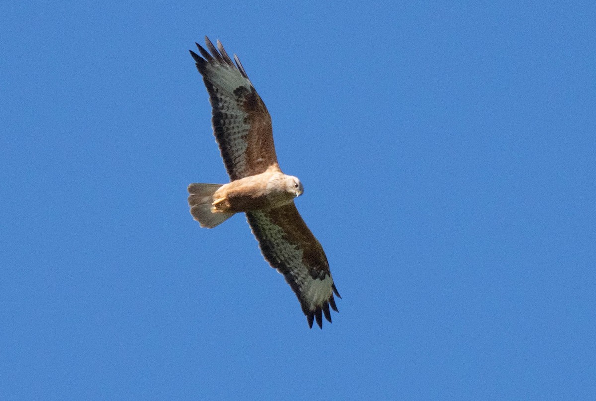 Long-legged Buzzard - ML620737662