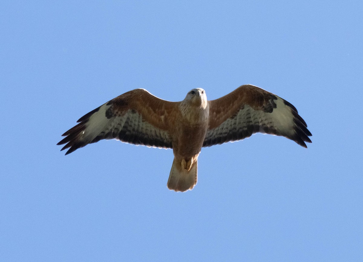 Long-legged Buzzard - ML620737663