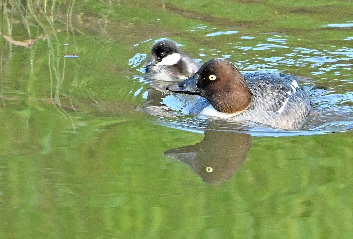 Common Goldeneye - ML620737666