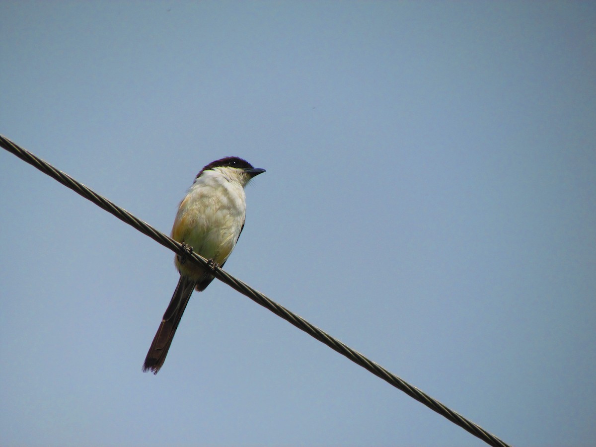 Long-tailed Shrike - ML620737670