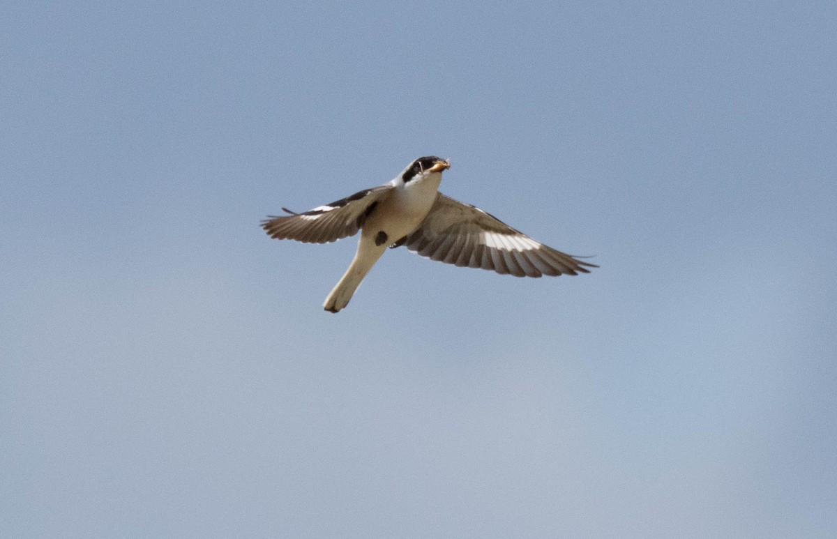 Lesser Gray Shrike - mariam alghafli