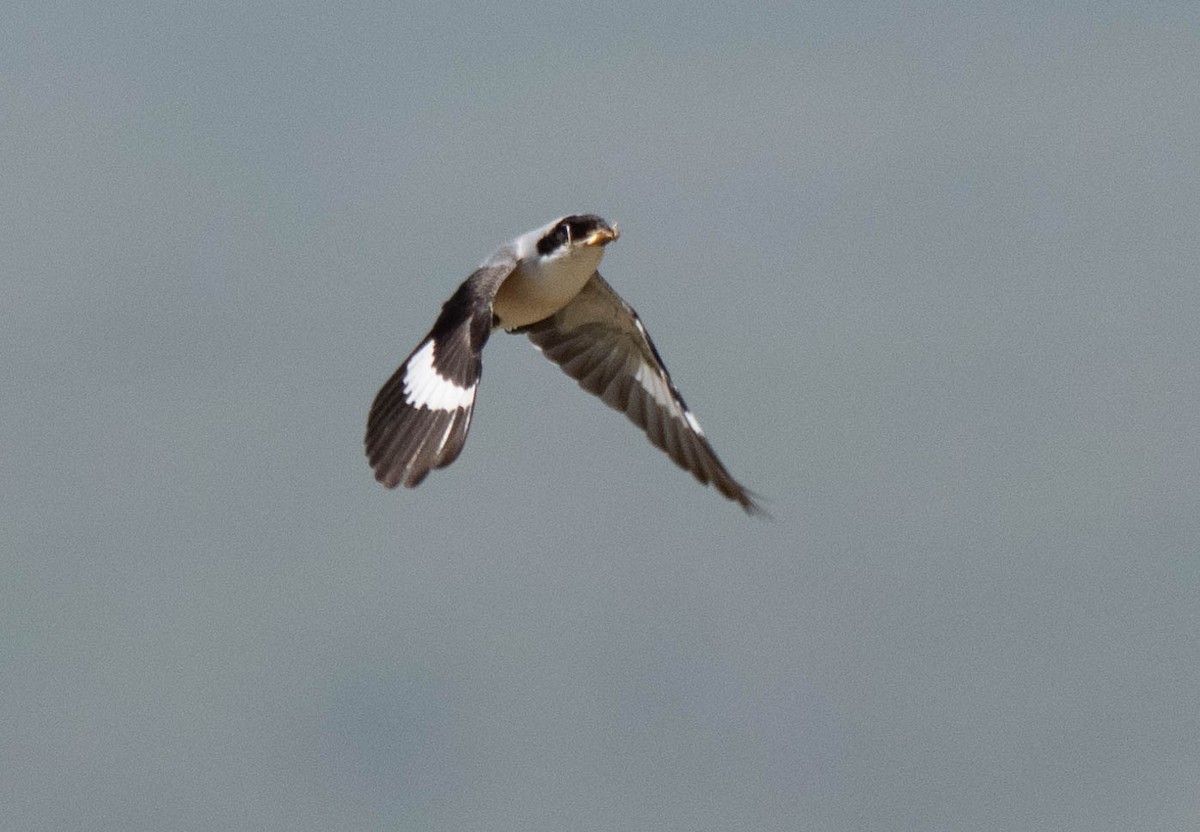 Lesser Gray Shrike - ML620737673