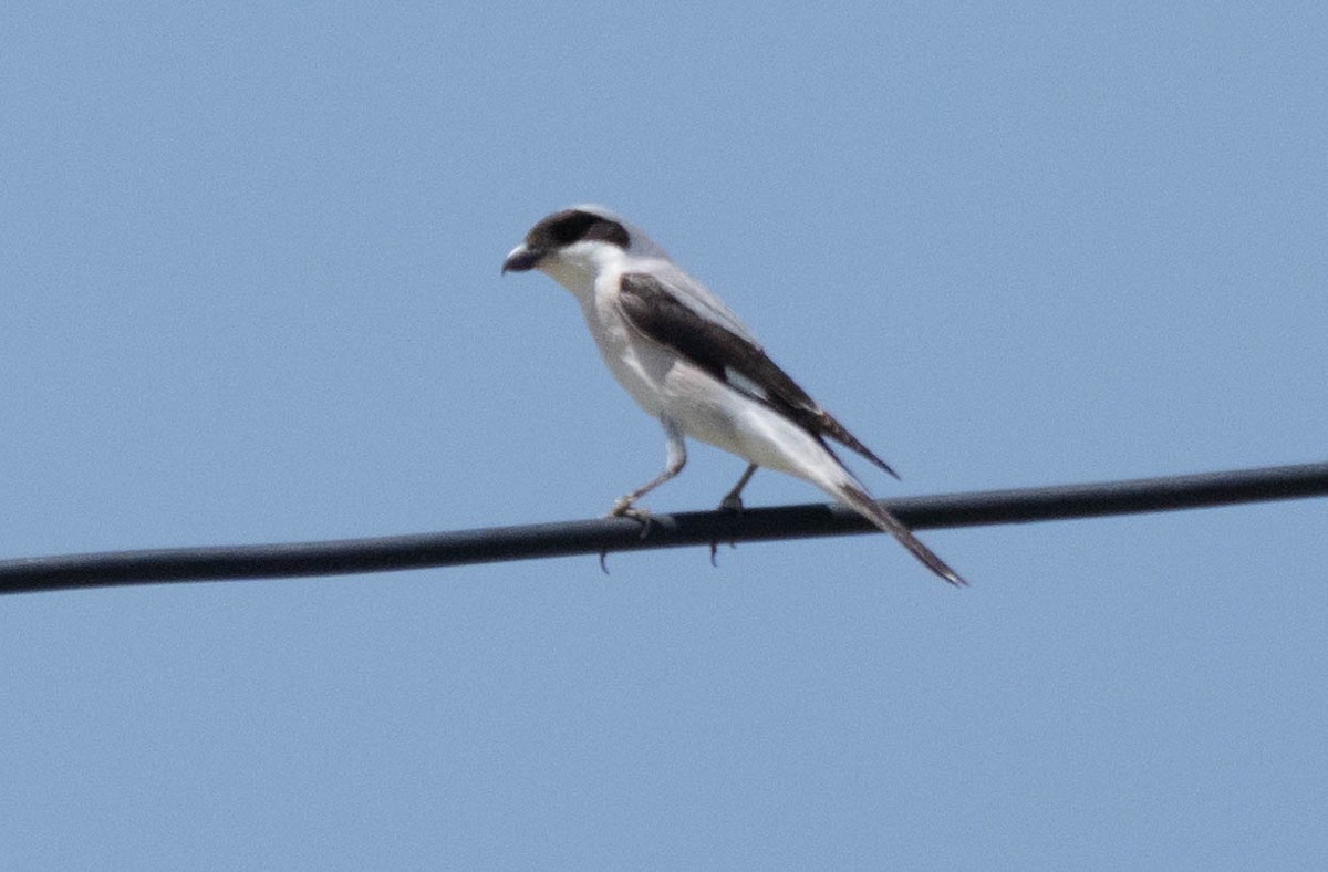 Lesser Gray Shrike - ML620737674