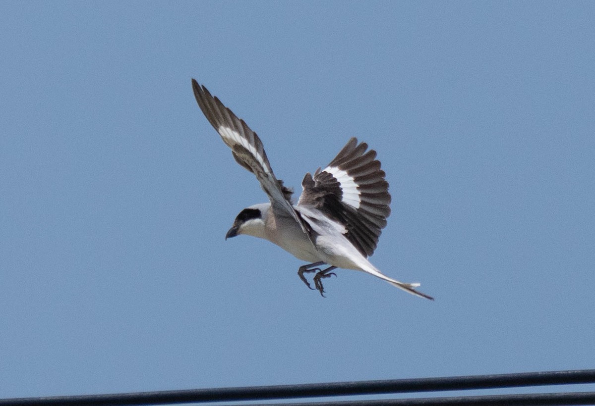 Lesser Gray Shrike - ML620737675