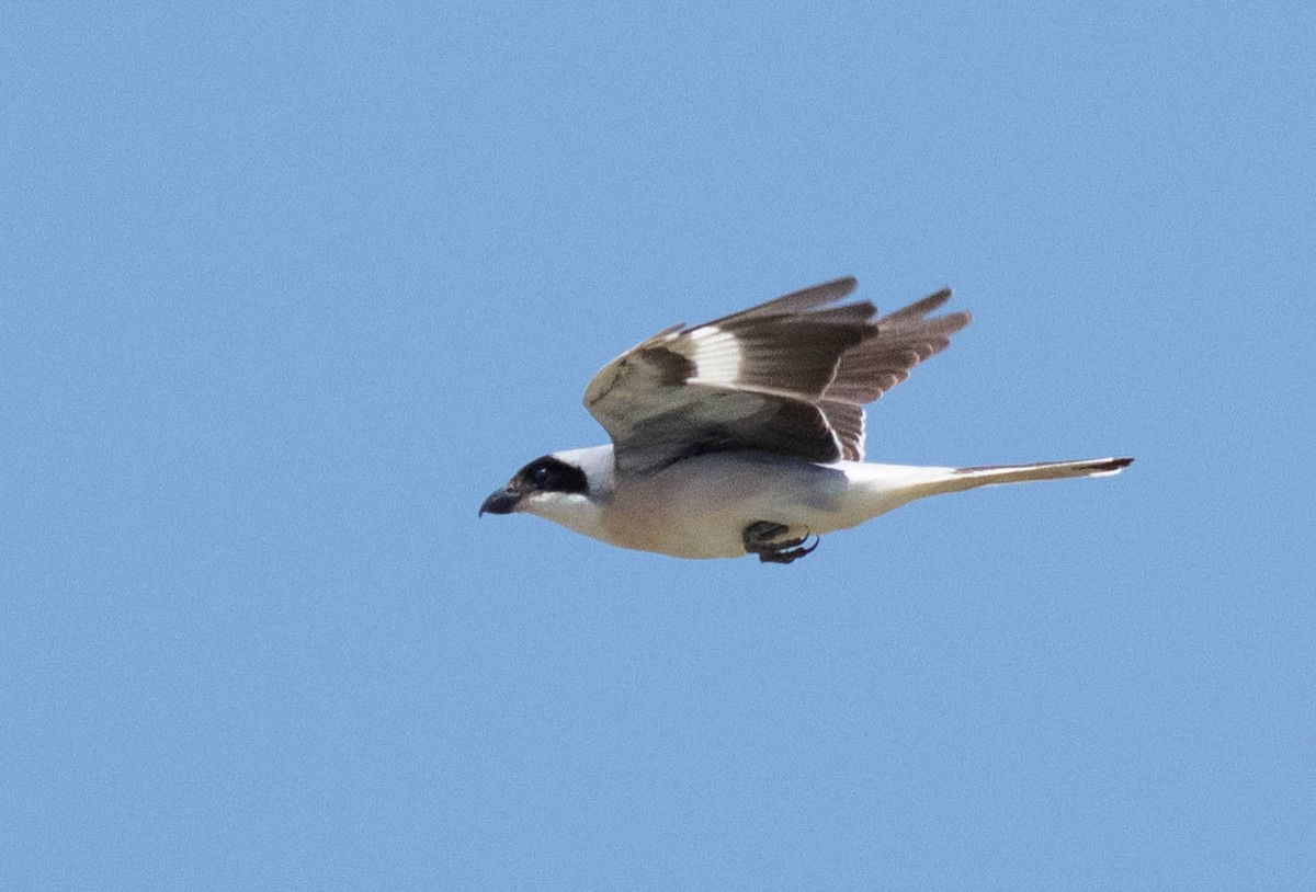 Lesser Gray Shrike - ML620737676