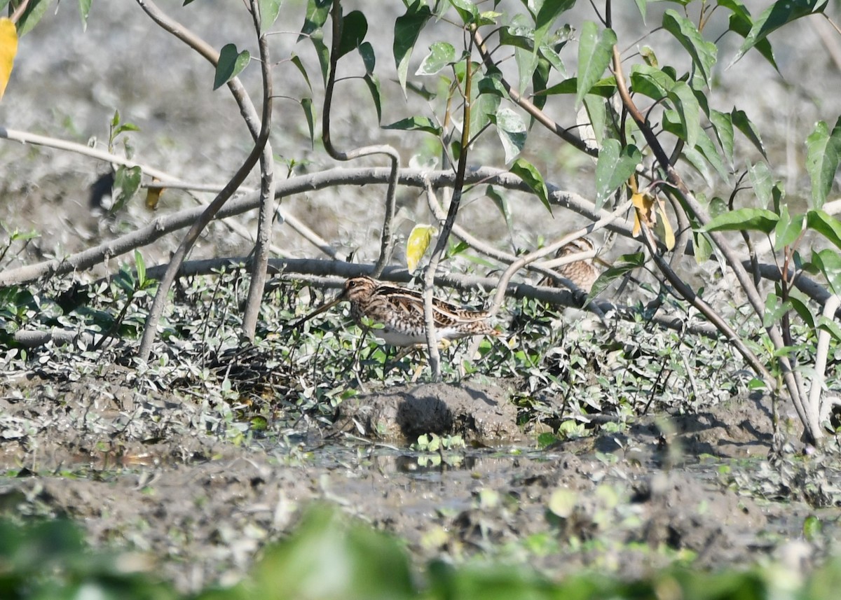 Common Snipe - ML620737678