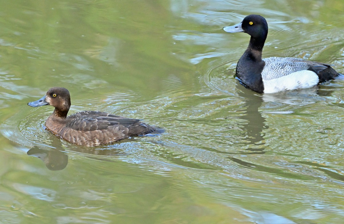 Lesser Scaup - ML620737679