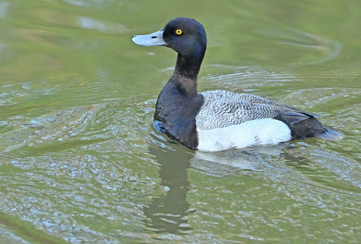 Lesser Scaup - ML620737680