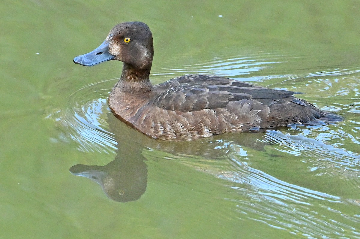 Lesser Scaup - ML620737681