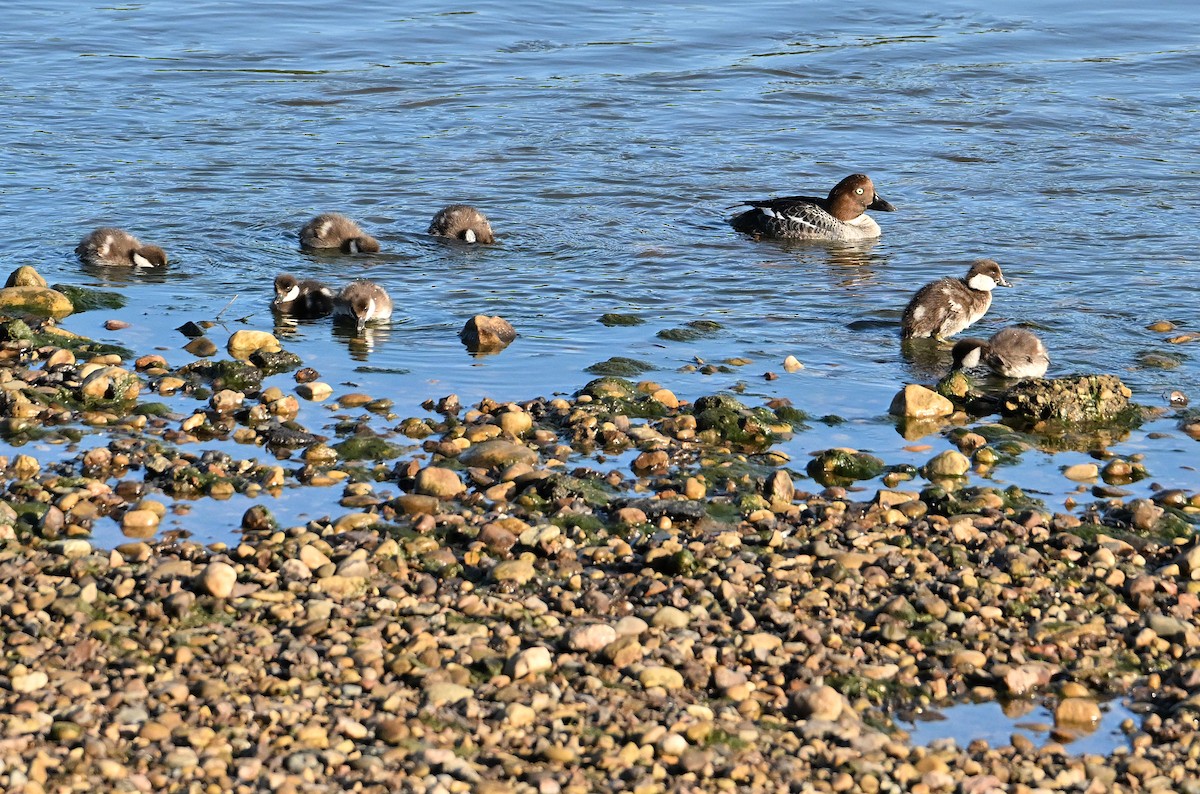 Common Goldeneye - ML620737692