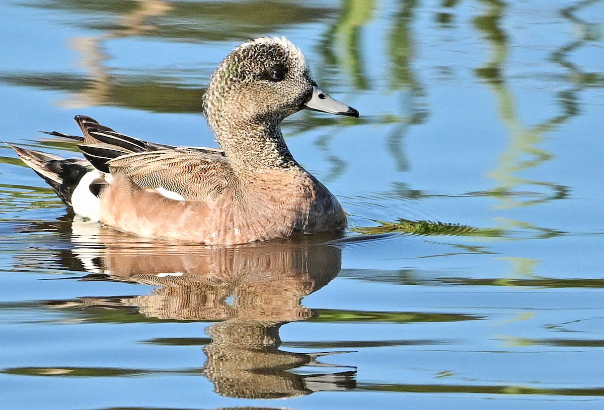 American Wigeon - ML620737694