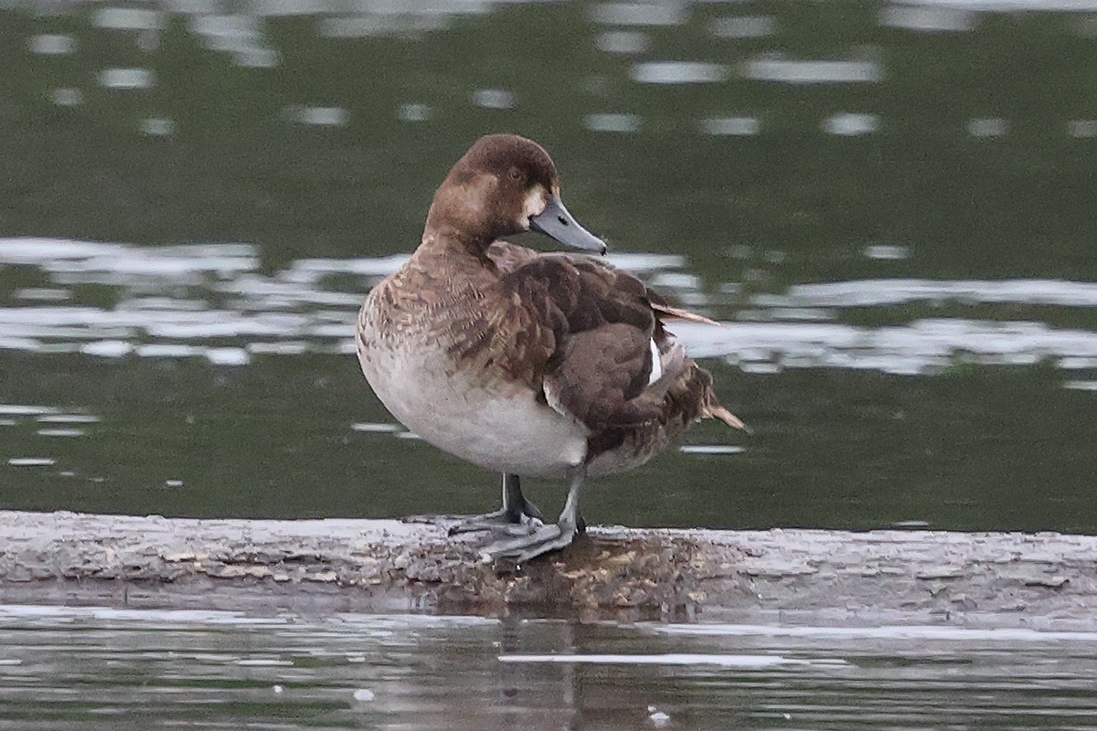 Greater Scaup - ML620737696