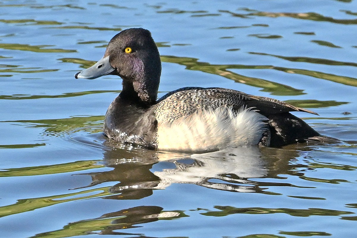 Lesser Scaup - ML620737698