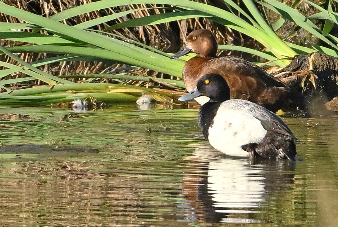 Lesser Scaup - ML620737699