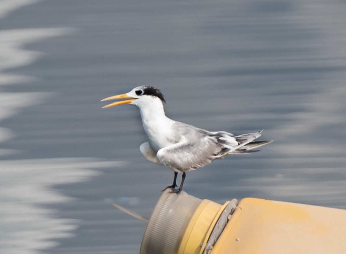 Lesser Crested Tern - ML620737707