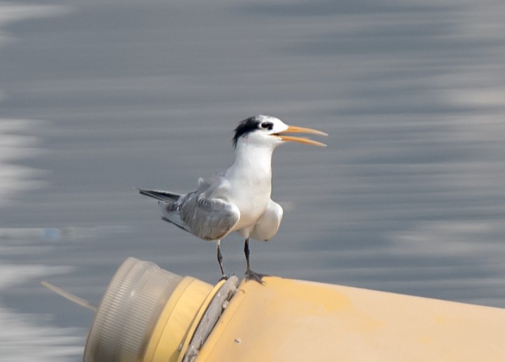 Lesser Crested Tern - ML620737708