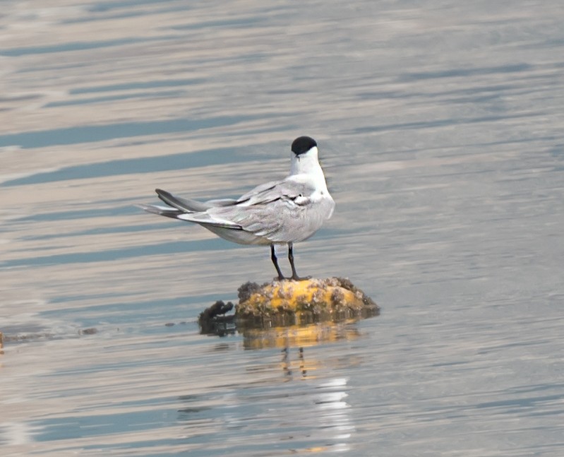 Lesser Crested Tern - ML620737709