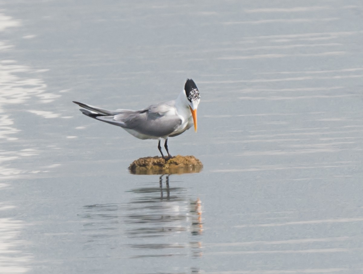 Lesser Crested Tern - ML620737711