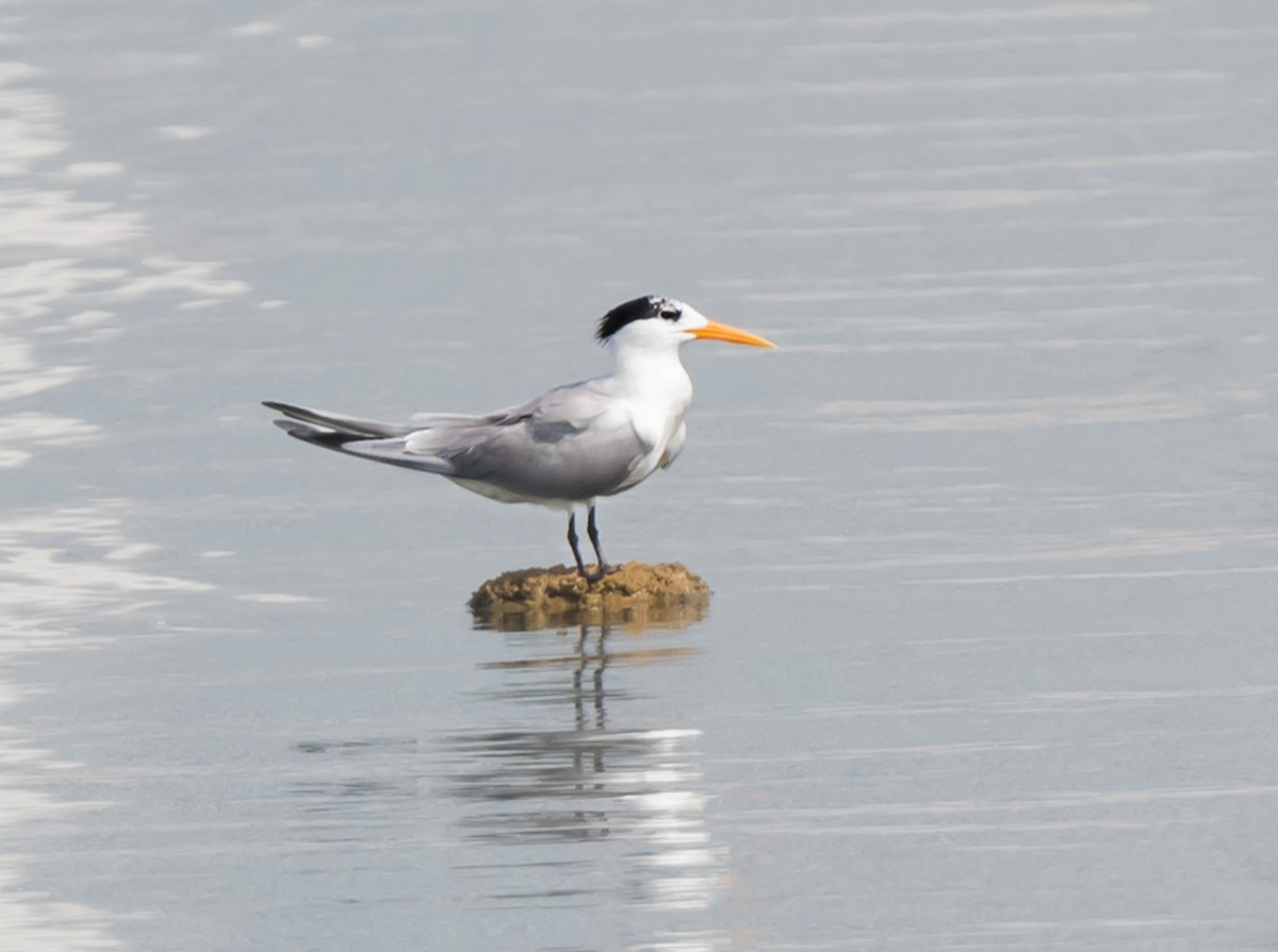 Lesser Crested Tern - ML620737712