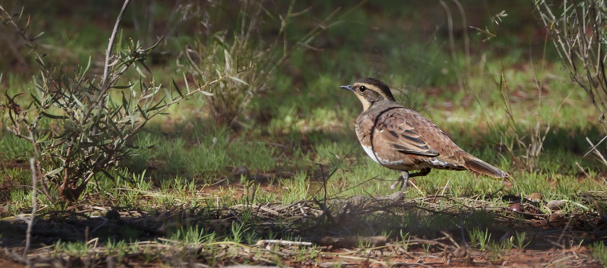 Chestnut-breasted Quail-thrush - ML620737714