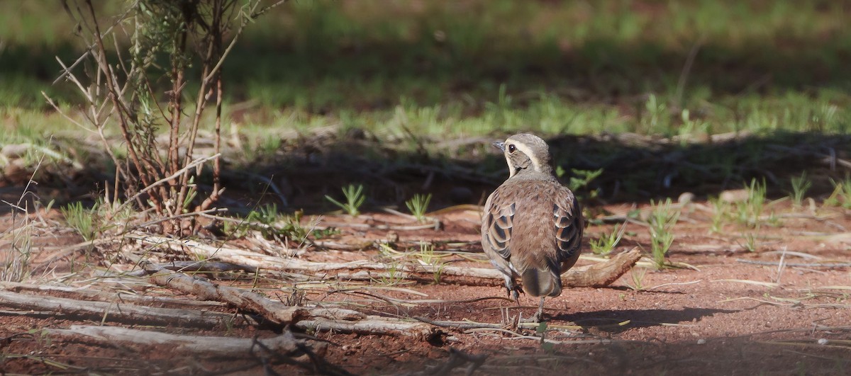 Chestnut-breasted Quail-thrush - ML620737715