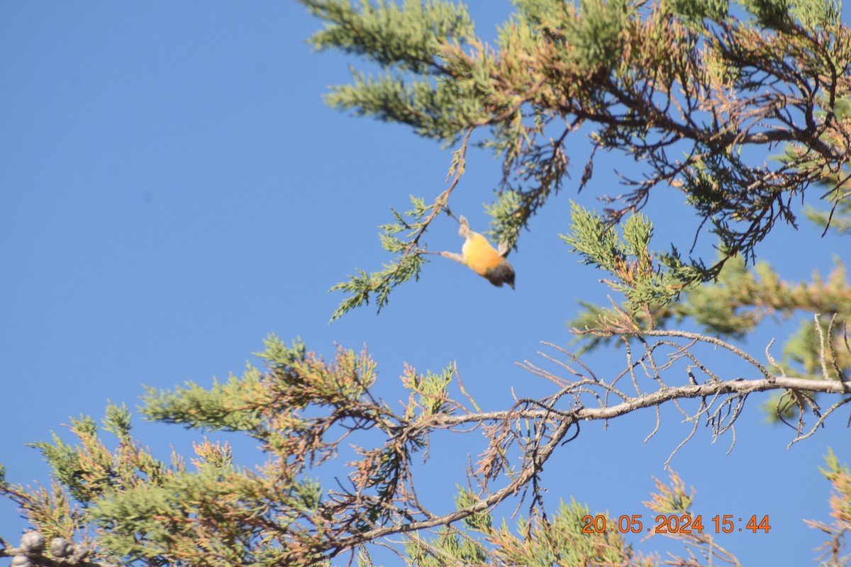 Black-hooded Sierra Finch - ML620737720