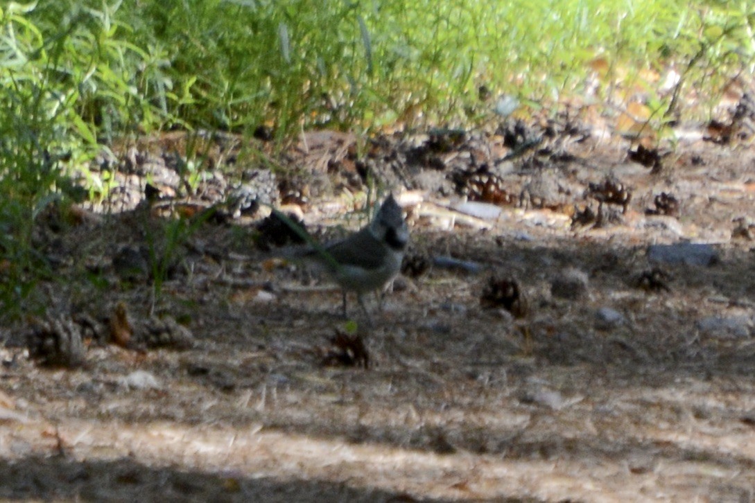 Crested Tit - ML620737721