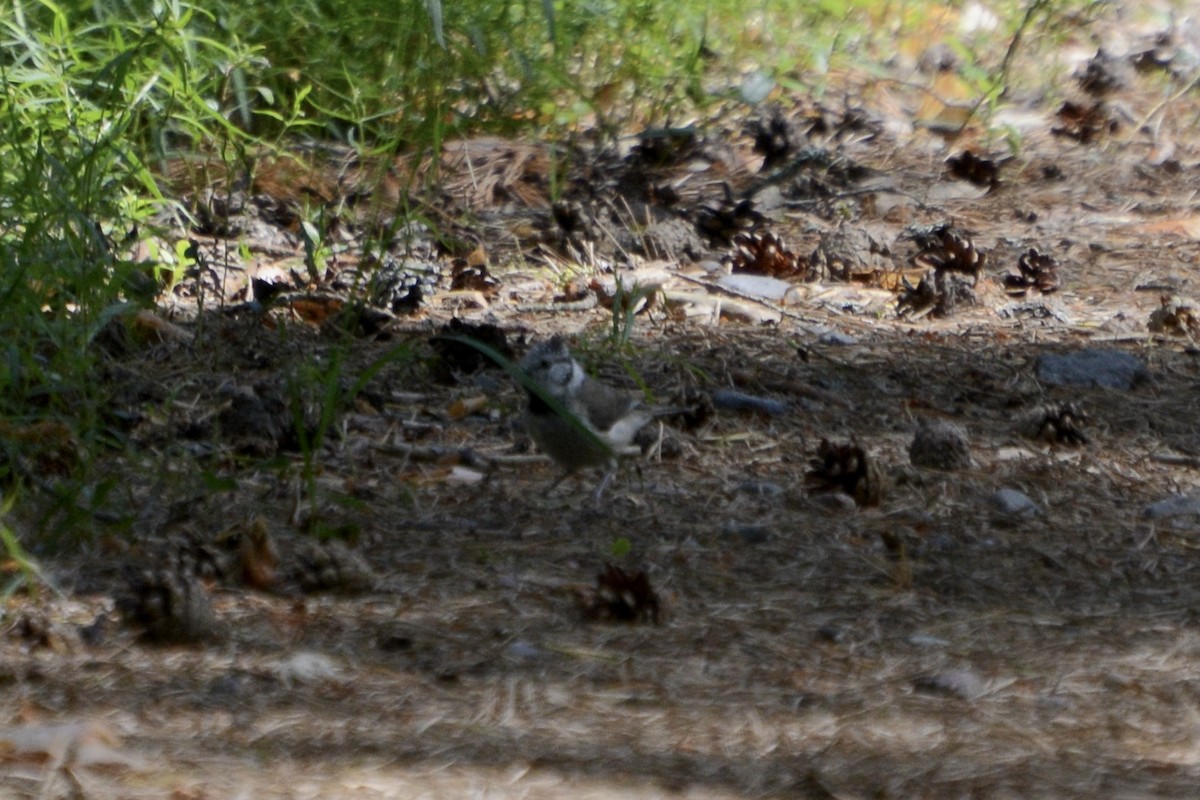 Crested Tit - ML620737723