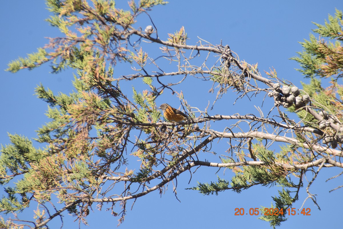 Black-hooded Sierra Finch - ML620737724