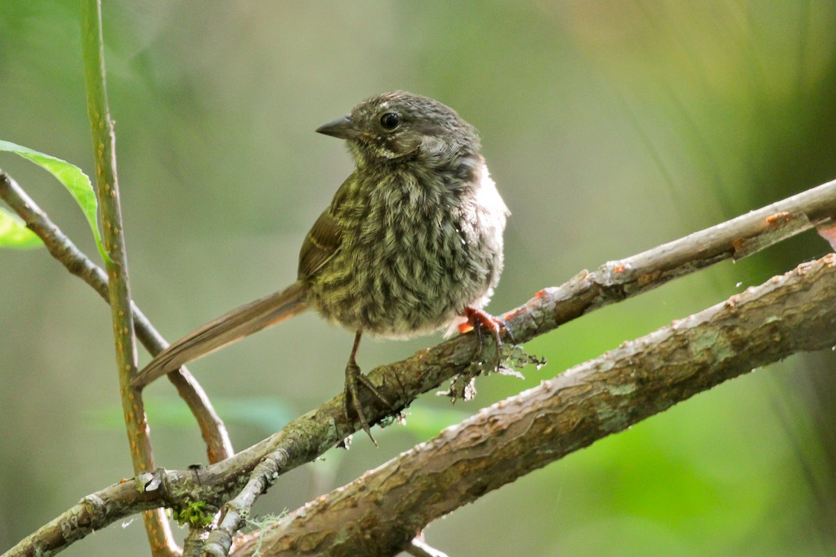 Song Sparrow - ML620737726