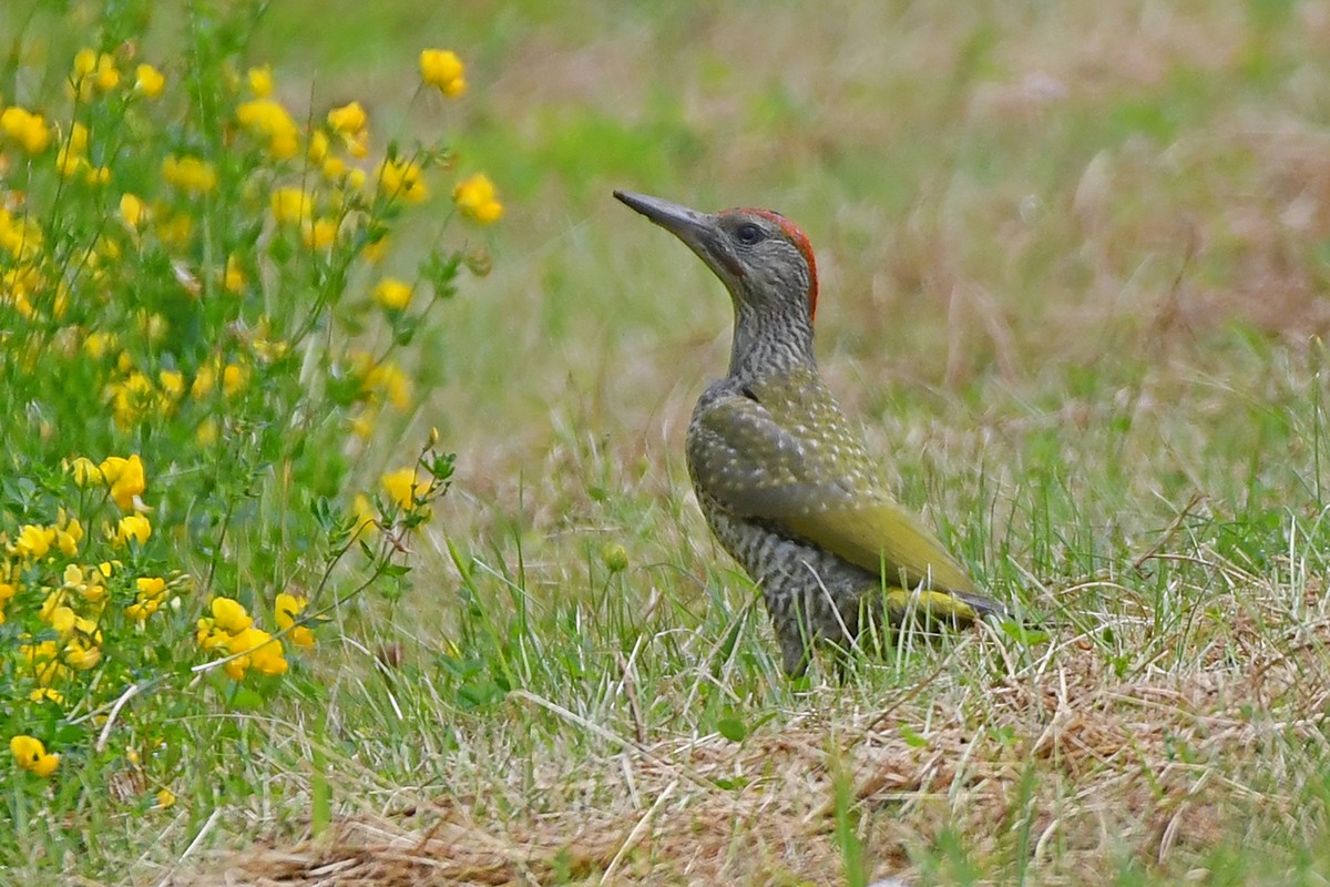 Eurasian Green Woodpecker - ML620737729