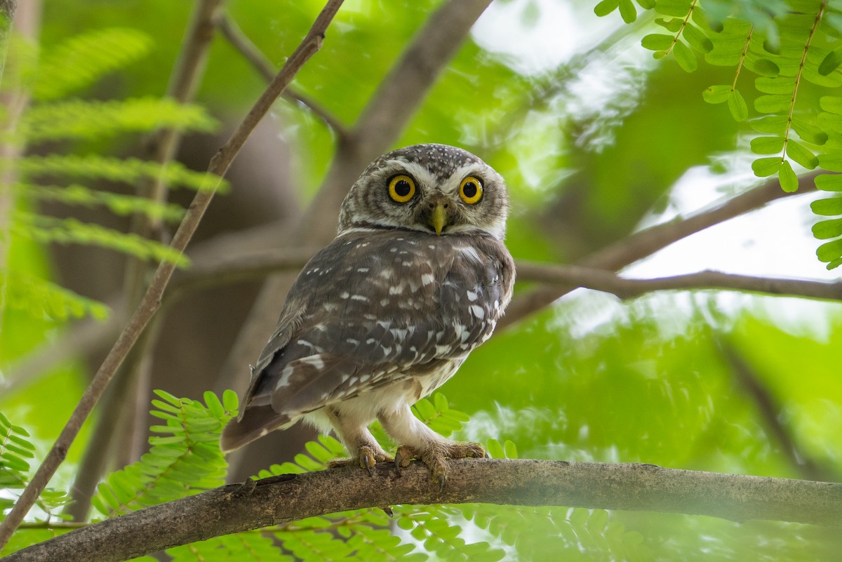 Spotted Owlet - ML620737732