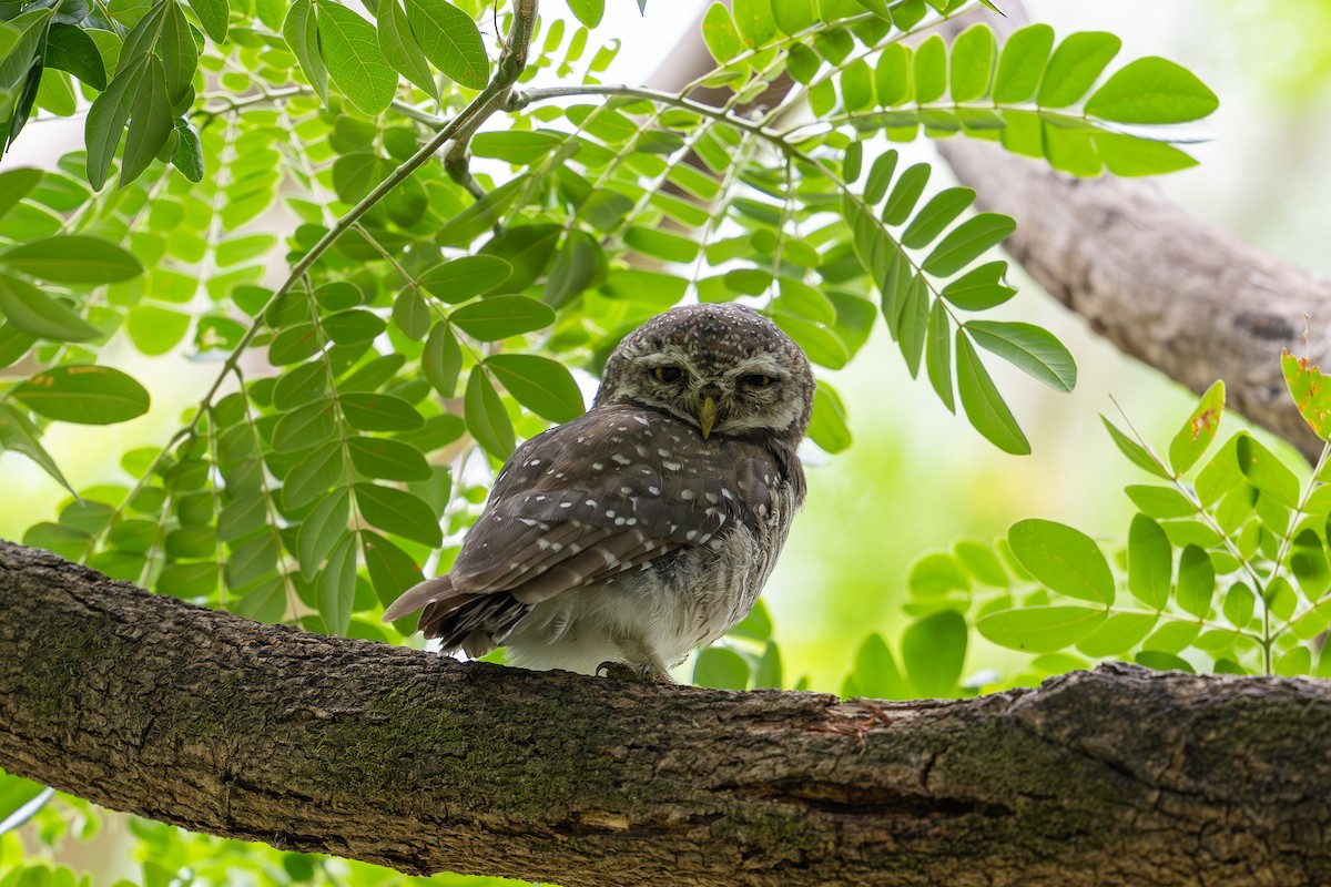 Spotted Owlet - ML620737733