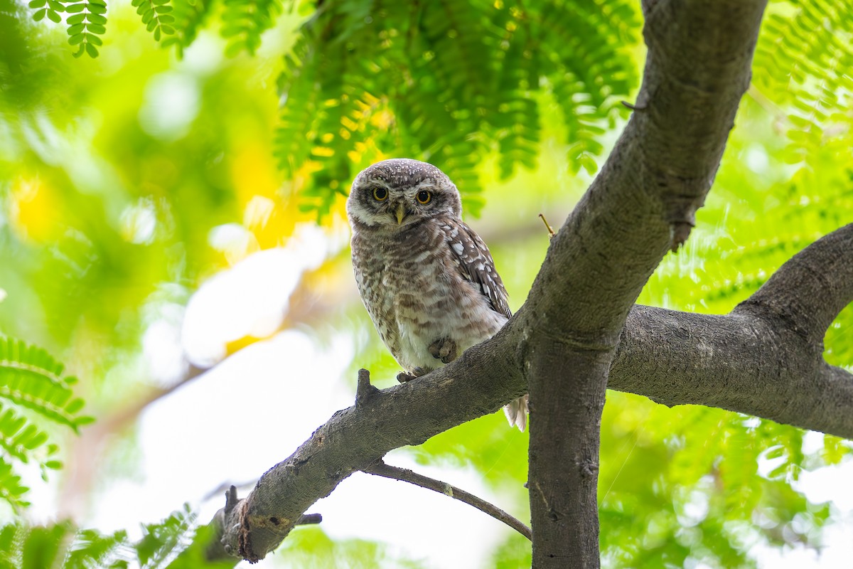 Spotted Owlet - ML620737734