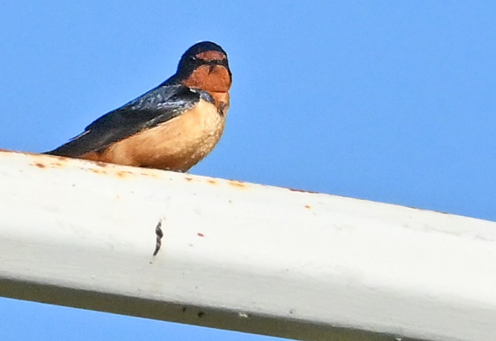 Barn Swallow - ML620737736