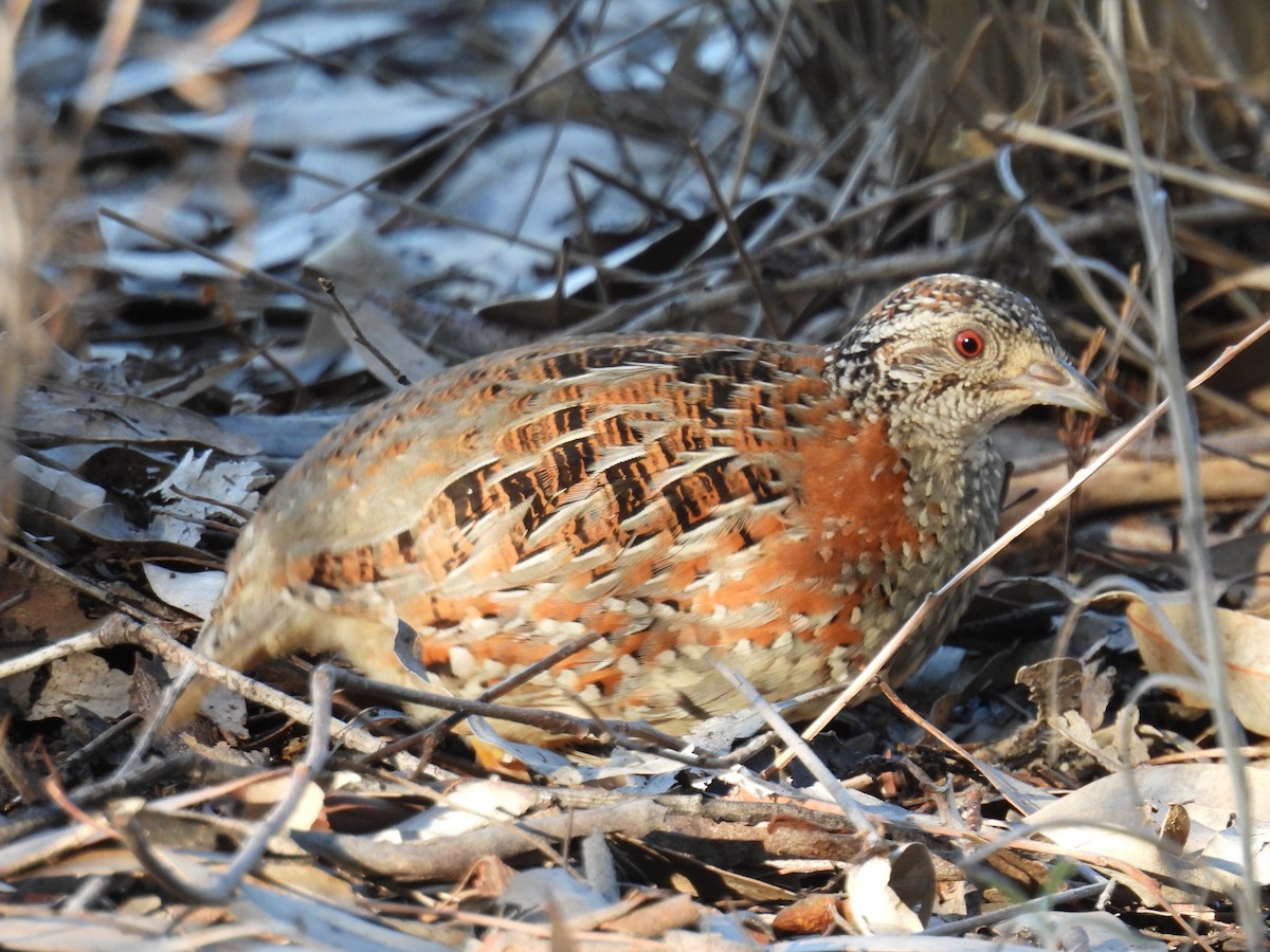 Painted Buttonquail - ML620737740