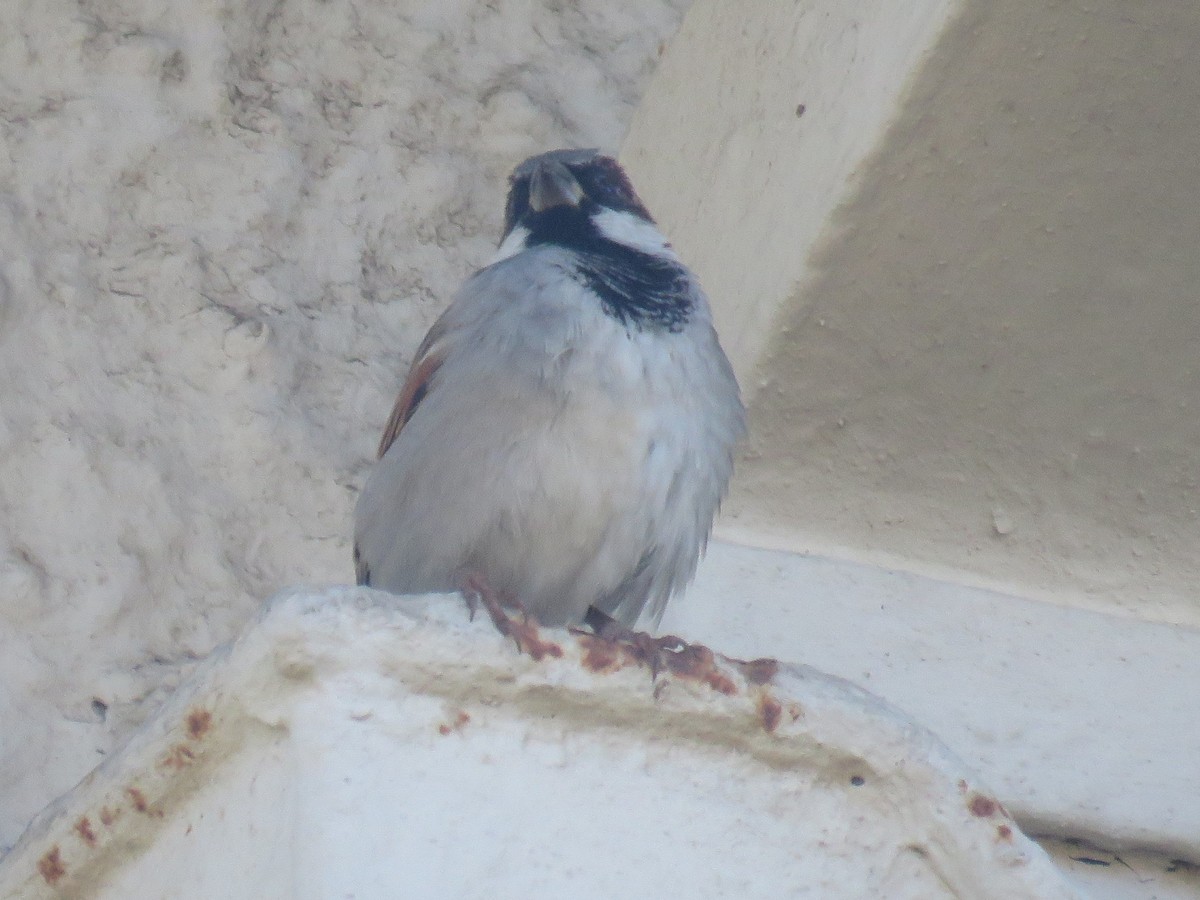 Moineau domestique - ML620737743