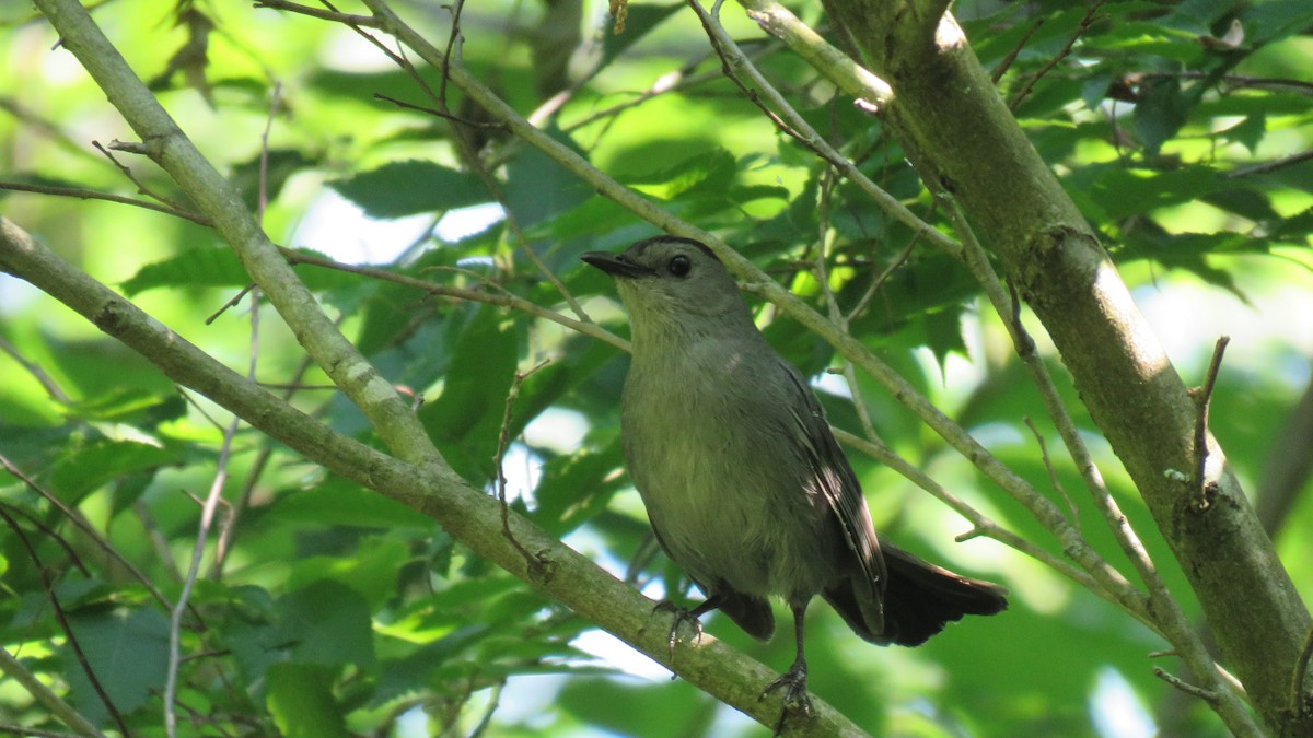 Gray Catbird - ML620737746